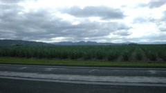 Mourilyan - 2008 Sugar season Cane at Mourilyan 