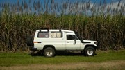 Sugar Cane at El Arish