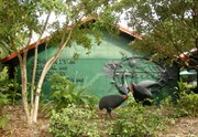 World Heritage Area Visitor Centre Cassowaries