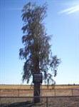 Waddi Tree Boulia