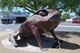 The Cane Toad in Sarina
