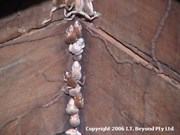 Frogs at 