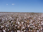 Cotton fields in Emerald district