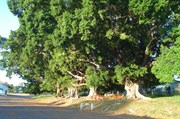 Trees planted near Railway Station 1901