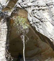 Robinson Gorge 
