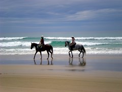 Teewah Village - Its common to see Horses and sometimes Camel tours between Tee 
