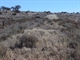 Overgrown section of the Old Ghan Railway at Bloods Creek
