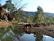 Brachina Gorge