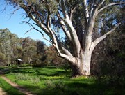 Bowman Park - Big redgum on the edge of the creek at Bowman Park 