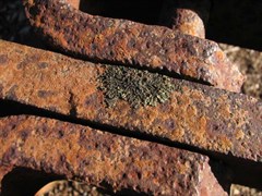 Bowman Park - Lichen on an old plow at Bowman Park 