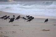 Neck Beach