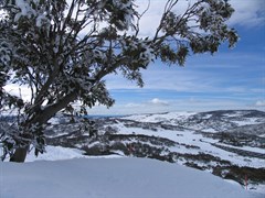 Smiggin Holes - Snow clad snowgums on top of ski slopes 