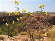 Kapoks in bloom beside track to pool