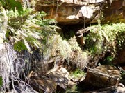 Ferns under the falls overhang - Galvans Falls