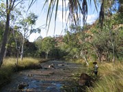 Water lilies and Spiral Pandanus