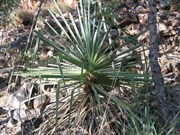 A spiral pandanus