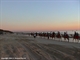 View of Cable Beach with Camels