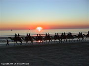 Sunset with the Camel on Cable Beach