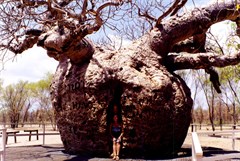Prison Boab Tree