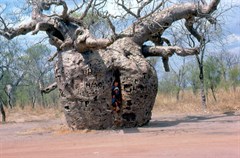 Prison Boab Tree