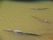 Freshwater crocodiles are a common sight in water holes along 