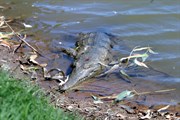 Freshwater crocodile