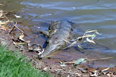 Windjana Gorge