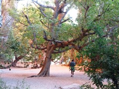 Windjana Gorge