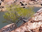 Dimond Gorge