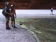 Bright green algae floating on crystal clear water