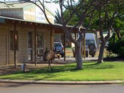 One Of The Many Emus Walking The Streets