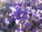 Beautiful September wildflowers