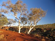 Track to Fortescue Falls drops into gorge