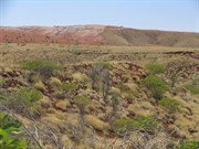 Spinifex cleared by gold mining