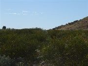 The overgrown track at Bocrabee