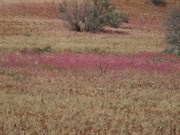 Wildflowers at Bocrabee Hill