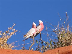 Cape Peron North - A couple of galahs 