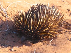Cape Peron North - A spiny little fellow - the Echidna 