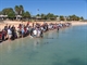 Dolphin feeding.Quite a crowd!