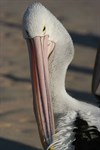 Pelican