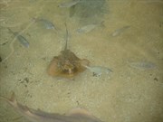 Ocean Park