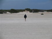 Cleanest whitest shells nearest shore