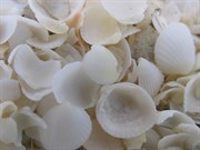 Shells shells and more shells