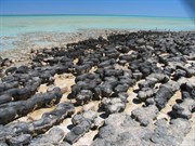 Stromatolites at low tide