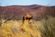 One of the locals that may greet you on the way to the top. Al