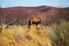 Sir Frederick Range - One of the locals that may greet you on the way to the top. Al 
