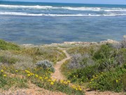 Yellow everlastings and Indian Ocean