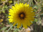 An Everlasting in full bloom