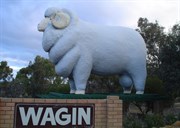 Big Ram at Wagin
