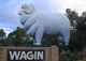Big Ram at Wagin